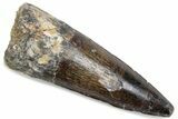 Fossil Spinosaurus Tooth - Real Dinosaur Tooth #376425-1